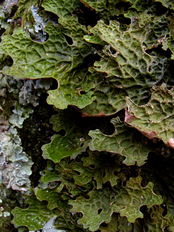 Lobaria pulmonata